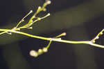 Annual wildrice <BR>Nakedstem dewflower <BR>Nakedstem dewflower <BR>Nakedstem dewflower <BR>Nakedstem dewflower